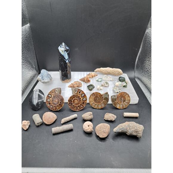 Ammonite, Orthoceras, Aquatic Fossils, Ocean Jasper Tumble and Palm Tower Bundle - Picture 1 of 7